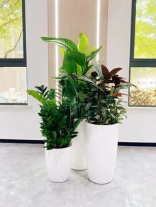 想让宁波北仑空间焕新？盆景租赁是绝佳选择